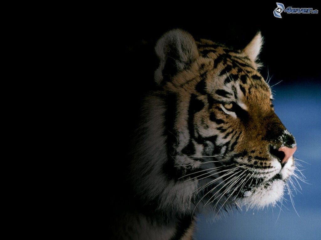 [obrazky.4ever.sk] tyger 1377804.jpg